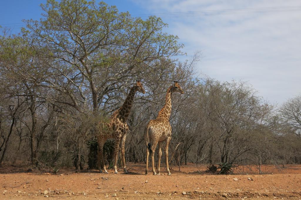 Treetops Marloth Park Eksteriør bilde
