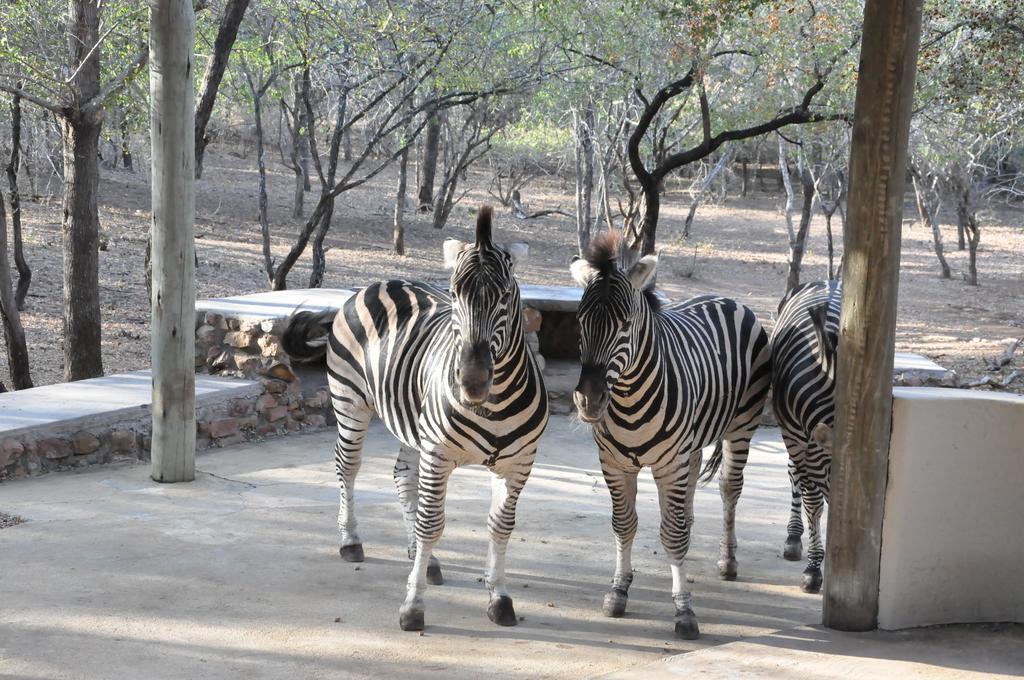 Treetops Marloth Park Eksteriør bilde